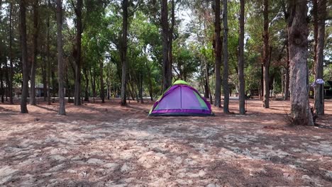 green and violet tent on the sand in the forest on the camping zone