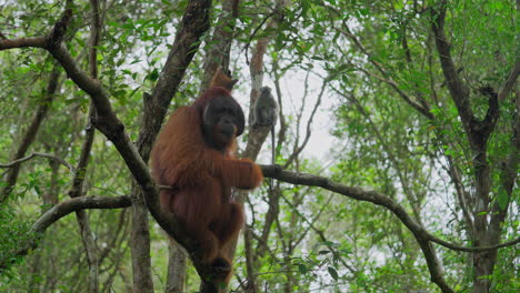 orangutan in rainforest