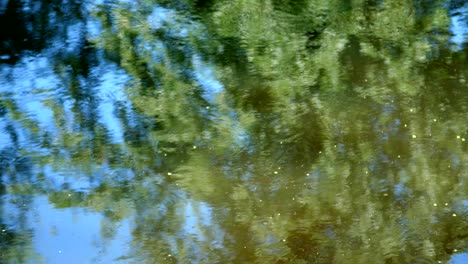 close-up, pond, river. on the surface of water reflects the trees, the blue sky, the sun rays are visible. summer, day