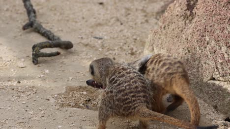 slow motion shot of playful meerkats fighting and biting each other on sandy ground