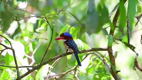 Ein-Baum-Eisvogel-Und-Einer-Der-Schönsten-Vögel-Thailands-In-Den-Tropischen-Regenwäldern