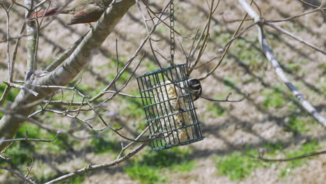 cardenal del norte hembra y un pájaro carpintero comparten un comedero para pájaros durante el invierno tardío en carolina del sur