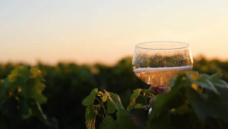 wine pouring into glass at sunset in vineyard