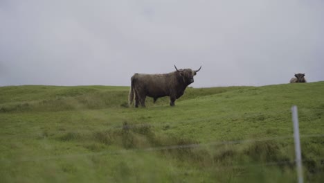 big faeroese cow catlle standing on green field during windy and cloudy day