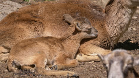 Primer-Plano-De-Un-Lindo-Joven-Cervatillo-Descansando-Con-Su-Familia-En-El-Suelo-Durante-El-Día-Soleado