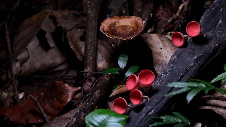 Camera zooms out revealing this colorful ensemble of the Red Cup Fungi or Champagne Mushroom Cookeina sulcipes, Thailand