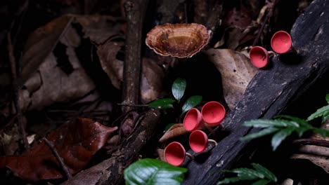 camera zooms out revealing this colorful ensemble of the red cup fungi or champagne mushroom cookeina sulcipes, thailand