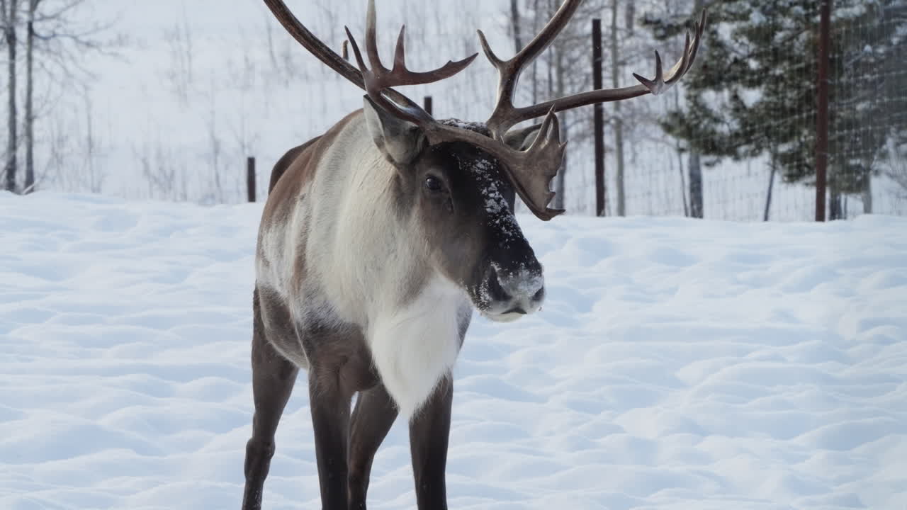 Experience a mesmerizing close-up of an adult woodland caribou in the Yukon, Canada. The majestic creature, sporting large antlers, stands in a pristine, snow-covered winter landscape.