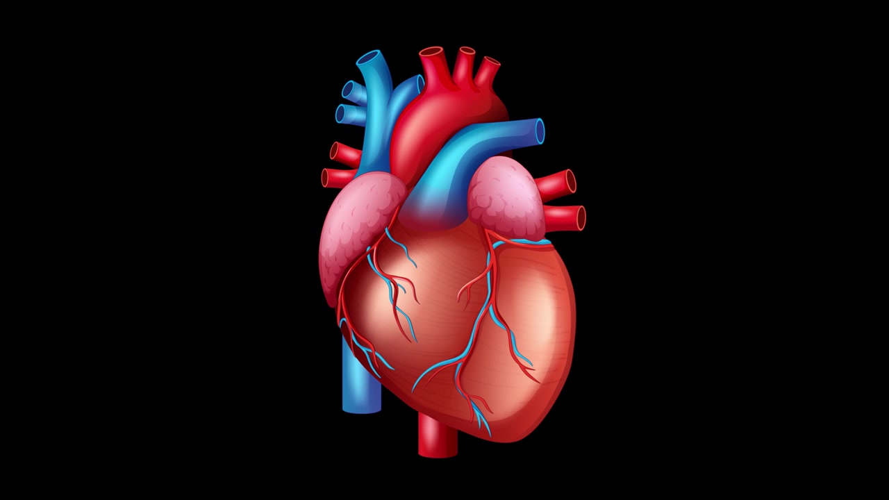Un modello 3D realistico di cuore anatomico umano pulsa ritmicamente su uno sfondo scuro.