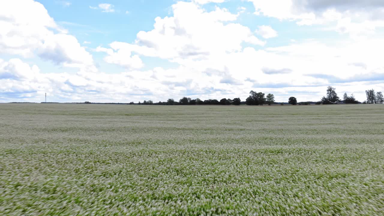 저고도 드론 에서 볼 수 있는 밀  이 식물 들 위 에서 바로 앞 으로 날아다니고 있다
