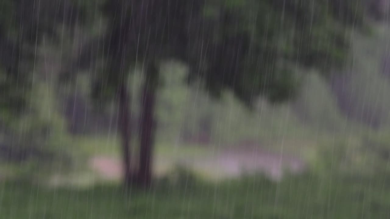 regn kommer i junglen når som helst, og man må nyde det meste af det.