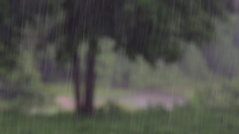 rain comes in the jungle anytime and one must enjoy the most out of it