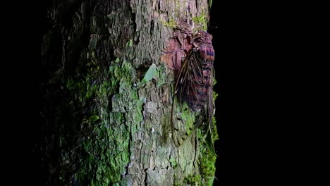 This-Giant-Cicada-Climbing-a-Tree-in-the-Night,-Megapomponia-intermedia,-found-in-the-jungles-of-Thailand