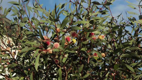 Hakea-Laurina-Pin-Cushion-Plant-Bush-Wide-Shot,-sunny-daytime-Maffra,-Victoria,-Australia