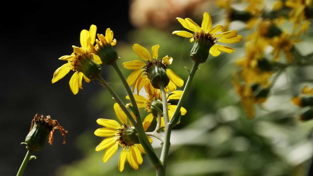 Close Up View Of Golden Ragwort