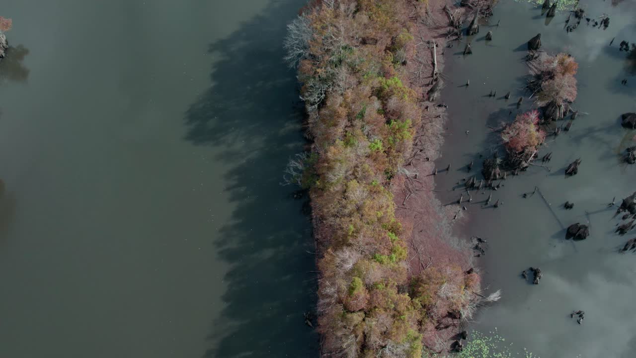 aérea sobre el río, los humedales y los densos cipreses calvos durante el otoño en florida