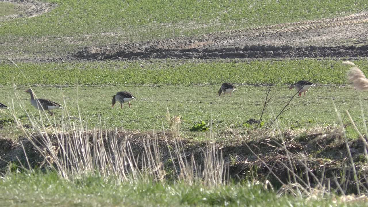 Greylag Geese in a Field
