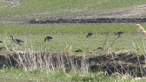 greylag geese in a field