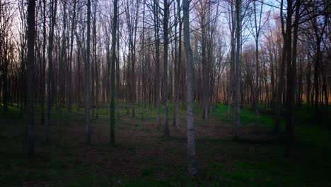 Forest-Trees.-Beautiful-Nature-Landscape