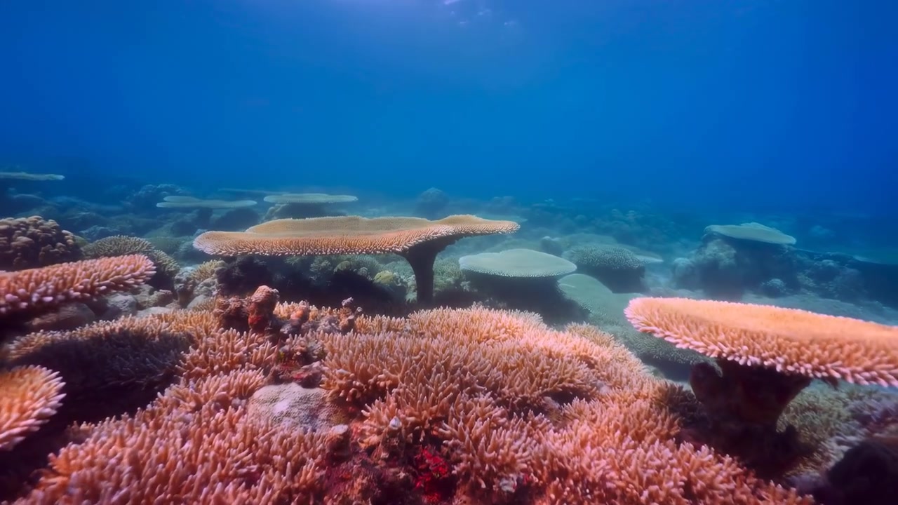 Una vista subacquea mostra formazioni coralline e superfici di barriera corallina testurizzate sotto l'acqua blu, con luce soffusa che illumina diverse forme e crea un calmo paesaggio marino in un'ampia composizione.