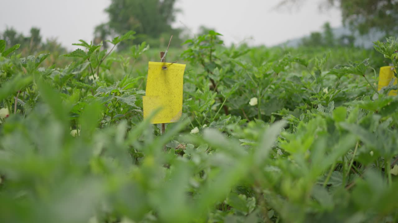 Footage of traditional methods applied to protect vegetable crops from pests in a garden. Highlights organic practices, rural agriculture, and sustainable farming techniques