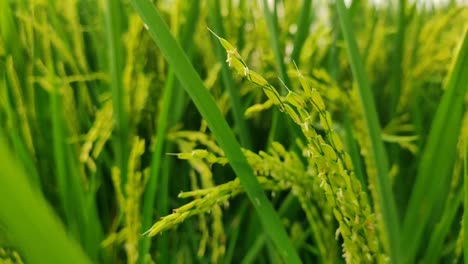 the beauty of the green and fertile rice fields with rice ready to be harvested