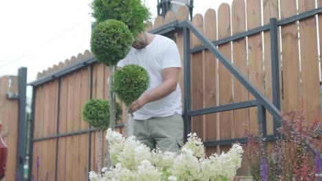 un jardinero poda arbustos decorativos con tijeras en un patio ajardinado, centrándose en la formación de plantas y la estética del jardín. valla de madera y césped verde en el fondo