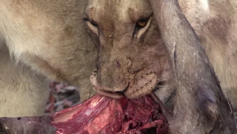 one lioness chewing flesh of a freshly killed wildebeest while another lioness tries to tear apart the bowels of a second wildebeest right beside, camera pans from one killer to the other, close-up