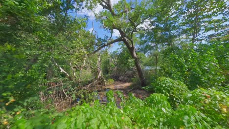 Tropischer-Und-Exotischer-Wald-An-Einem-Sonnigen-Tag