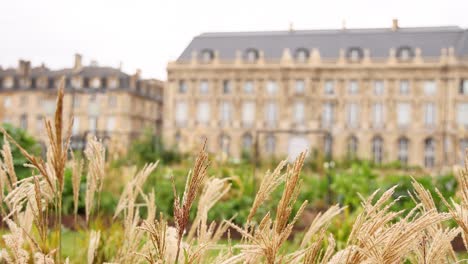 pampas grass swaying before a grand chateau