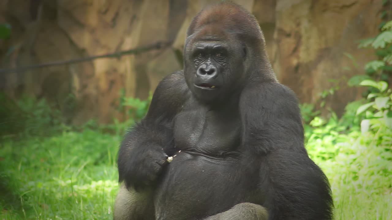 крупным планом горилла ест