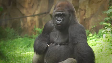 primer plano de un gorila comiendo