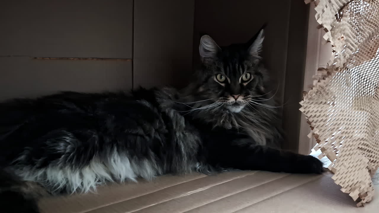 Maine Coon cat relaxing in a cardboard box, gazing calmly into the camera lens.