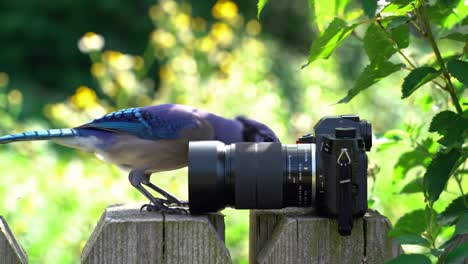 a beautiful blue jay curiously approaches a camera on a fence, capturing nature's charm in vibrant detail