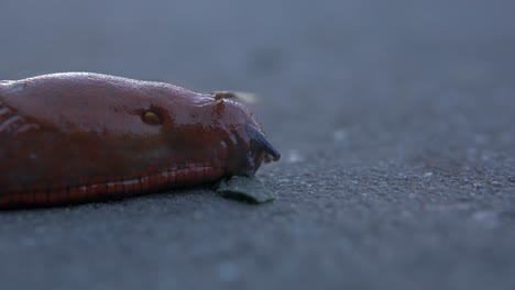 macro shot of a common ground slug moving slowly in the ground