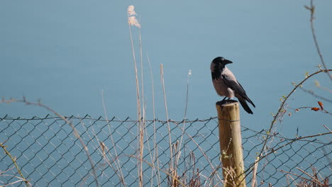 hooded crow bird perched on top of a wooden post near a body of water, a wire fence, and a lake in the background