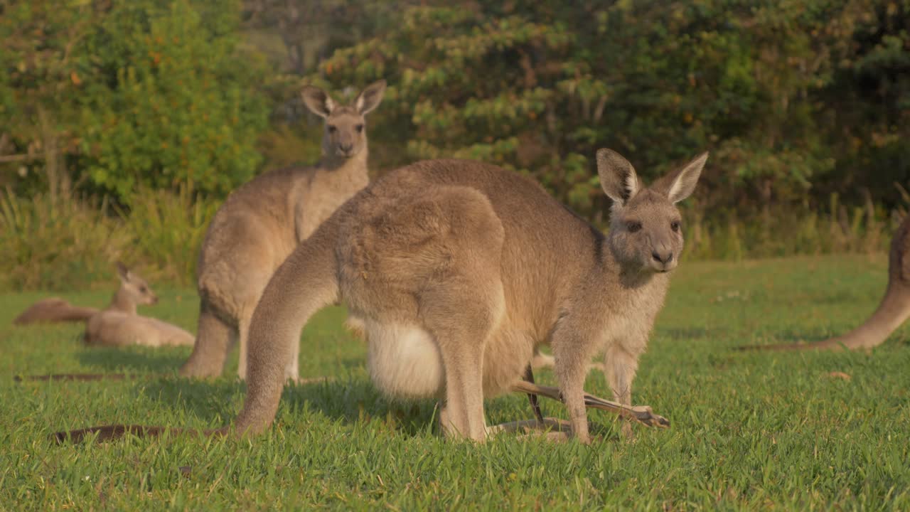 madre canguro gris oriental con joey comiendo hierba y alerta con las orejas pinchadas - canguros australianos pastando en un día soleado - costa dorada, qld, australia