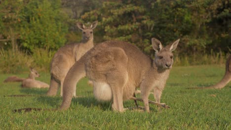 Madre-Canguro-Gris-Oriental-Con-Joey-Comiendo-Hierba-Y-Alerta-Con-Las-Orejas-Pinchadas---Canguros-Australianos-Pastando-En-Un-Día-Soleado---Costa-Dorada,-Qld,-Australia