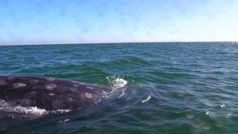 Gray-whale-mother-and-calf-swimming-very-close-up