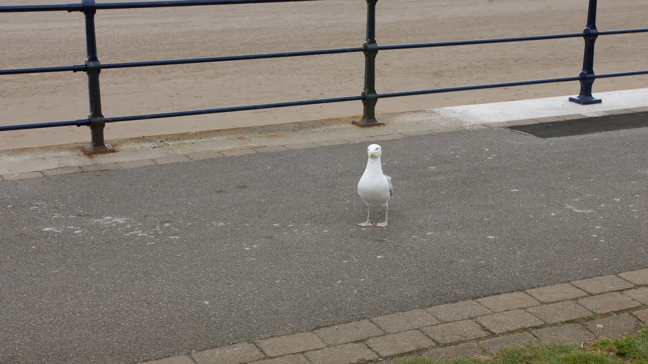 A seagull takes flight from a paved walkway near a beach promenade with its wings extended. A metal railing separates the path from the sandy beach in the background
