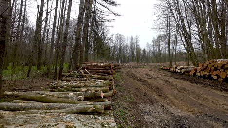 Pile-Of-Wood-Logs,-Dry-Wood-Trunks-In-The-Forest---drone-shot