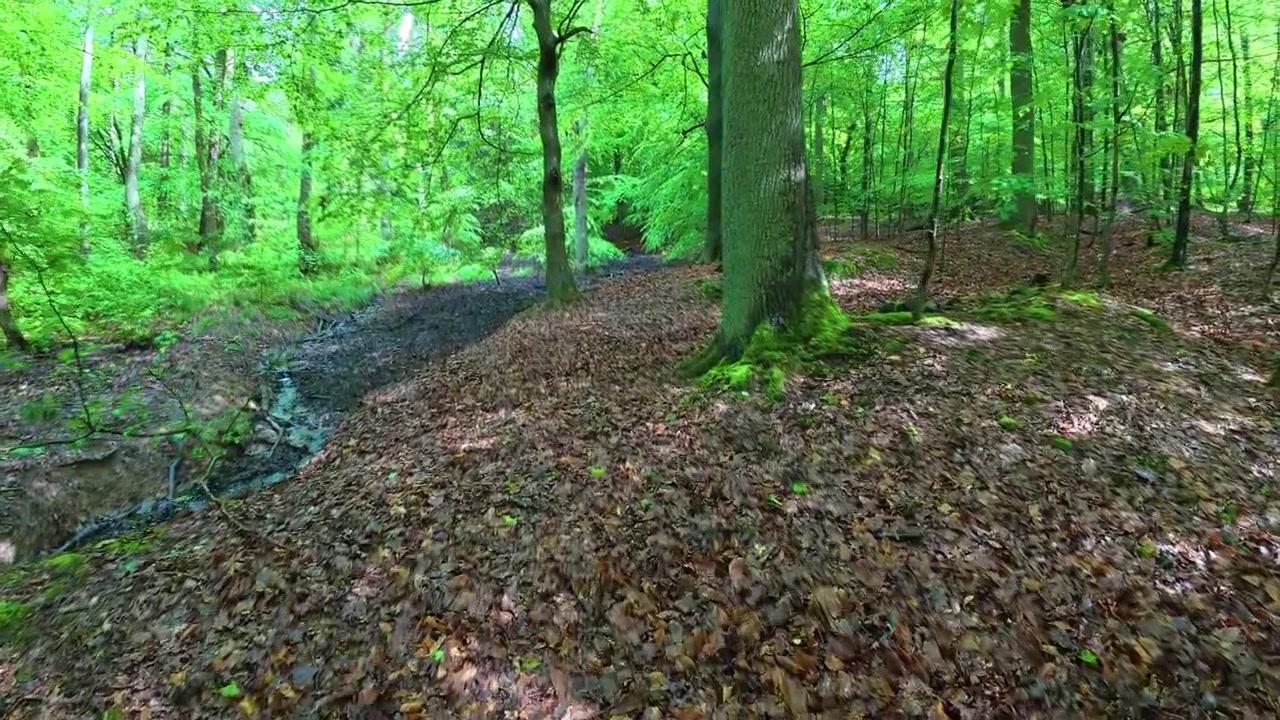 La telecamera si inclina lentamente verso il basso in una bellissima foresta primaverile lussureggiante e verde, mostrando il terreno con foglie secche.
