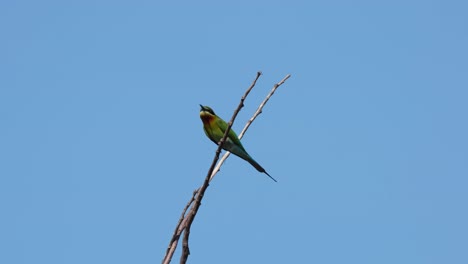 el abejaruco de cola azul merops philippinus encaramado entre dos ramitas que se mueven con el viento y luego vuela hacia la izquierda, tailandia