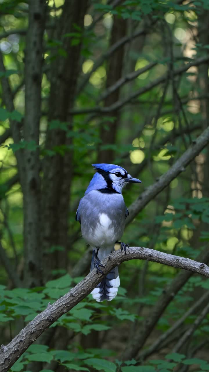 Un fotogramma ravvicinato di un video di una ghiandaia azzurra appollaiata su un ramo in una foresta lussureggiante