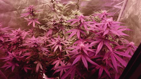 mature marijuana cannabis hemp plants growing under full spectrum led lights reflective grow tent indoor grow medical diy thc cbd farming harvesting medium tight angle red purple reverse revealing