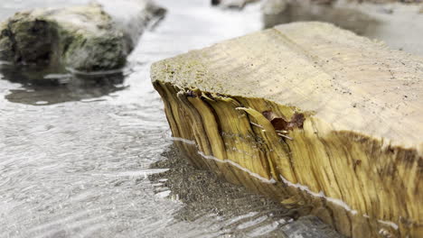 Serene-water-ripples-caressing-wooden-log-near-shore-of-Walensee-lake