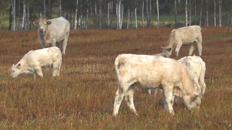 White-beef-cows-graze-in-a-green-meadow