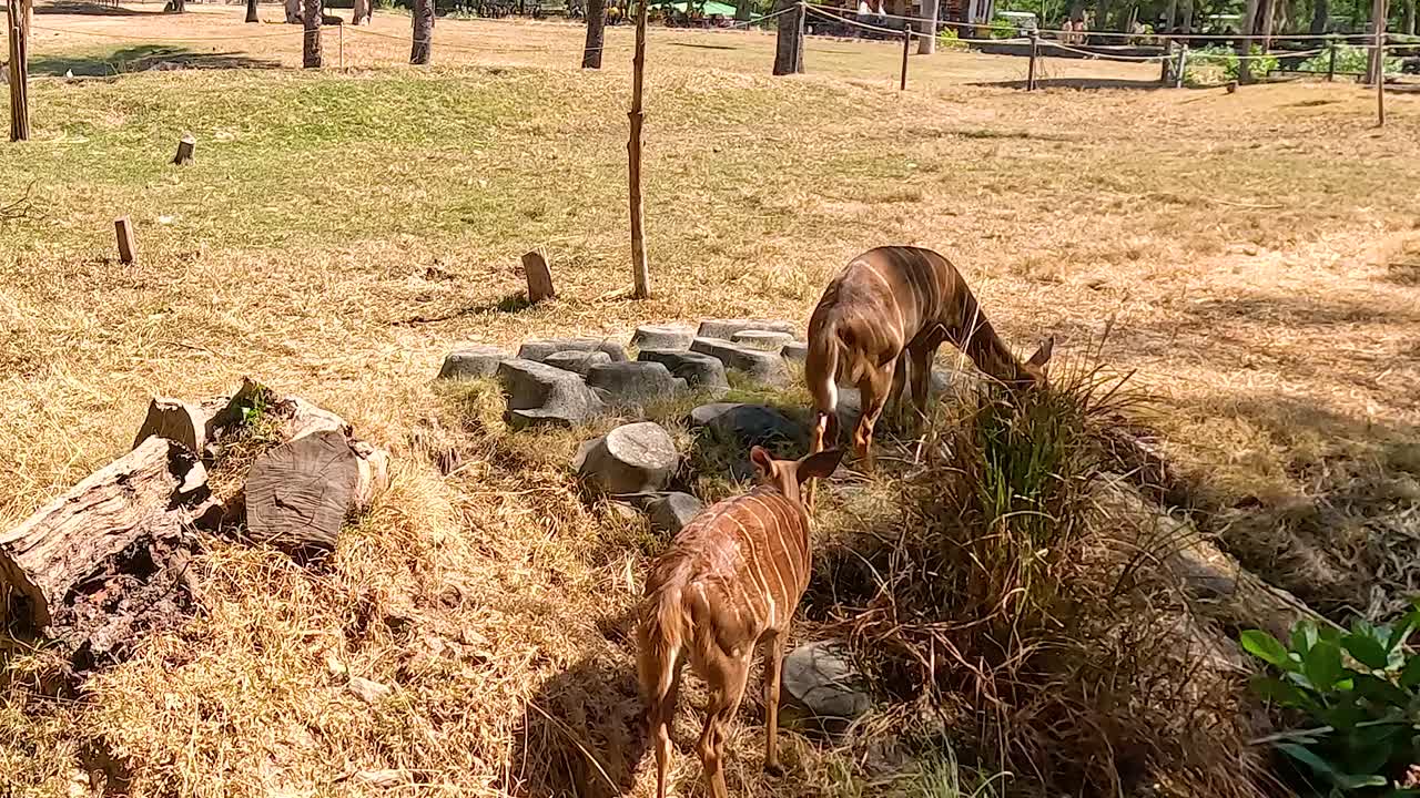 Two nyalas graze peacefully in a sunlit, grassy area surrounded by logs and stones.