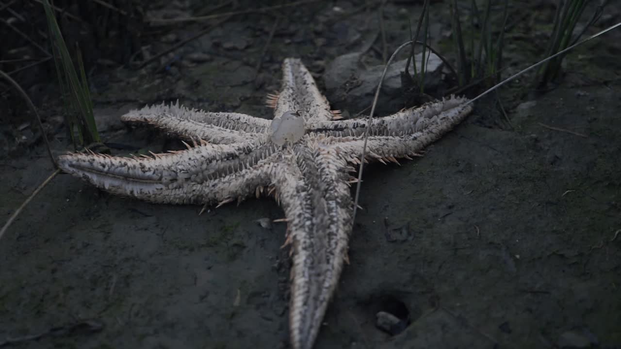 seastar 거꾸로 해안선에 쓸려