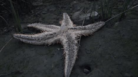 estrella de mar boca abajo varada en la costa